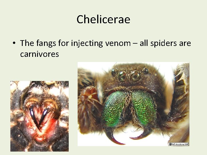 Chelicerae • The fangs for injecting venom – all spiders are carnivores 