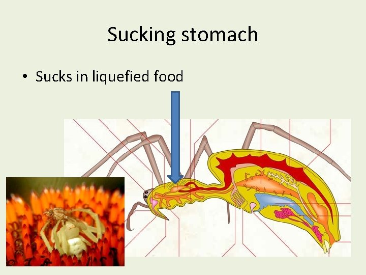 Sucking stomach • Sucks in liquefied food 