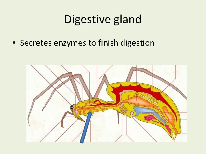 Digestive gland • Secretes enzymes to finish digestion 