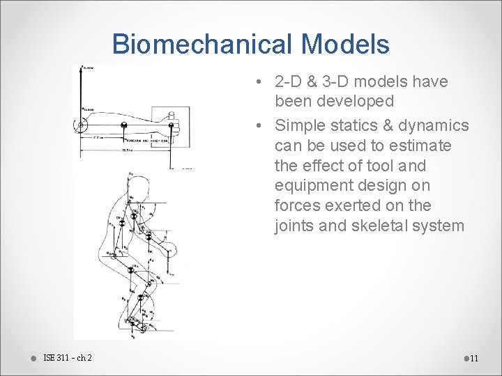 Biomechanical Models • 2 -D & 3 -D models have been developed • Simple