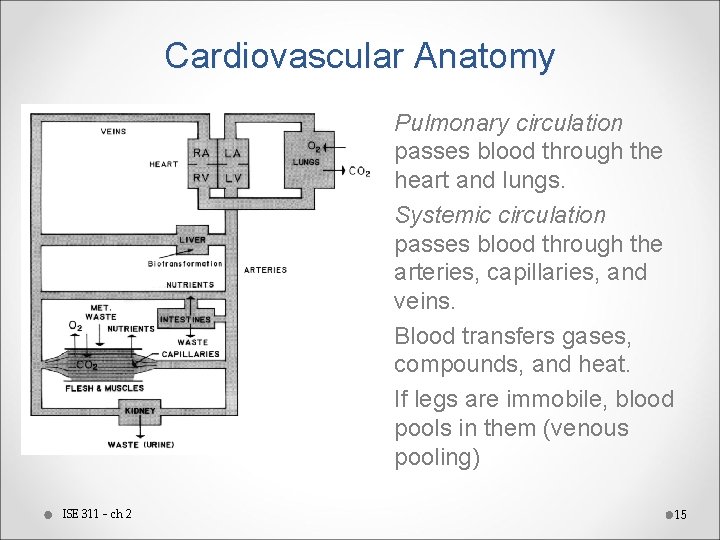 Cardiovascular Anatomy • Pulmonary circulation passes blood through the heart and lungs. • Systemic