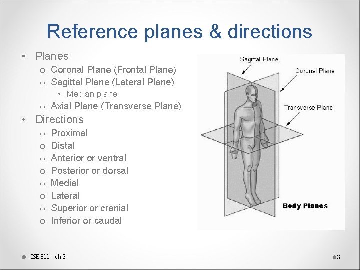 Reference planes & directions • Planes o Coronal Plane (Frontal Plane) o Sagittal Plane