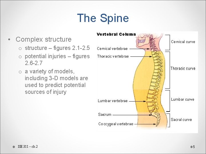 The Spine • Complex structure o structure – figures 2. 1 -2. 5 o
