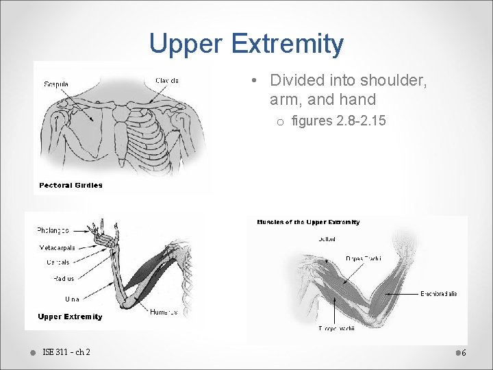 Upper Extremity • Divided into shoulder, arm, and hand o figures 2. 8 -2.