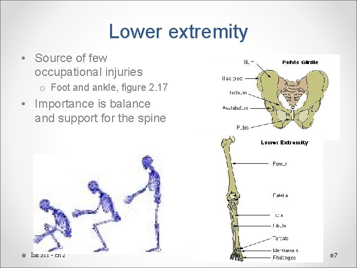 Lower extremity • Source of few occupational injuries o Foot and ankle, figure 2.