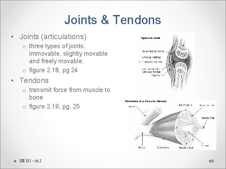 Joints & Tendons • Joints (articulations) o three types of joints: immovable, slightly movable