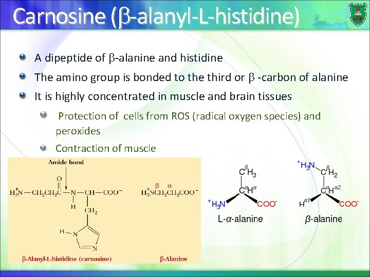 Carnosine ( -alanyl-L-histidine) A dipeptide of -alanine and histidine The amino group is bonded