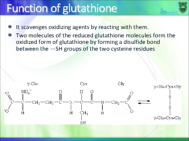 Function of glutathione It scavenges oxidizing agents by reacting with them. Two molecules of