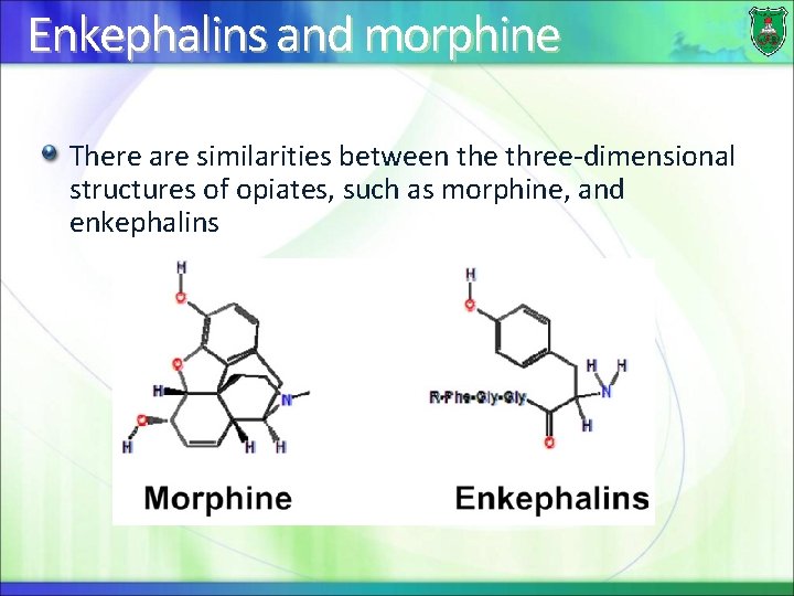 Enkephalins and morphine There are similarities between the three-dimensional structures of opiates, such as