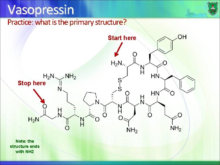 Vasopressin Practice: what is the primary structure? Start here Stop here Note: the structure