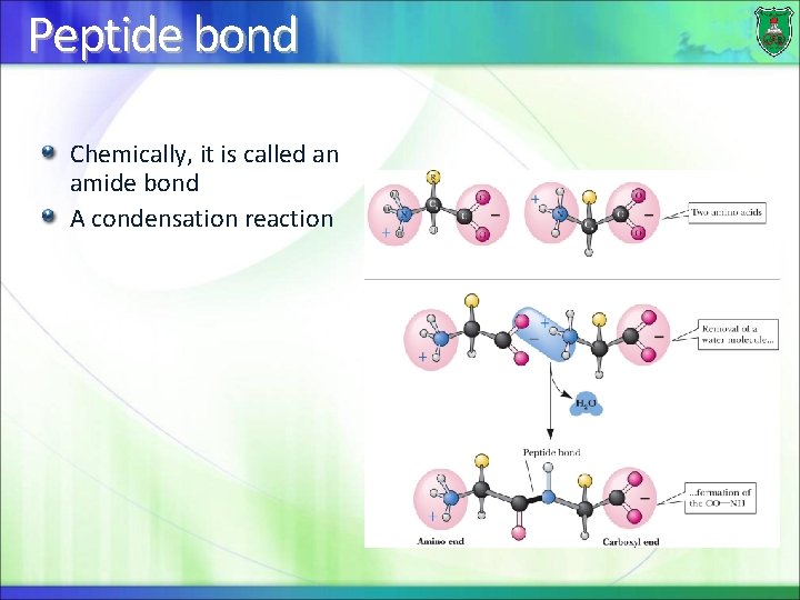 Peptide bond Chemically, it is called an amide bond A condensation reaction 
