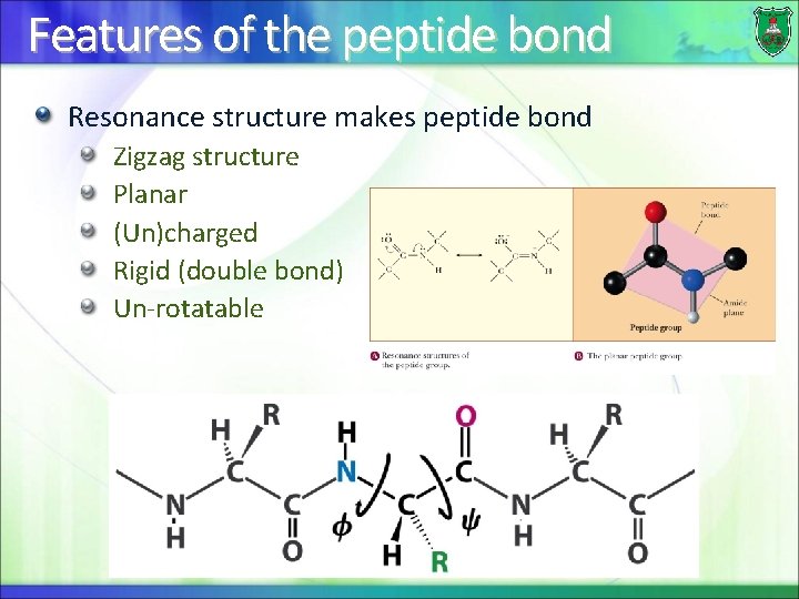 Features of the peptide bond Resonance structure makes peptide bond Zigzag structure Planar (Un)charged