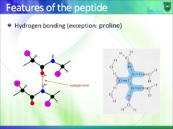 Features of the peptide Hydrogen bonding (exception: proline) 