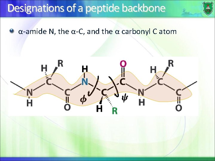 Designations of a peptide backbone α-amide N, the α-C, and the α carbonyl C