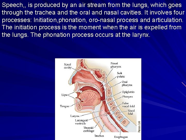 Speech, , is produced by an air stream from the lungs, which goes through