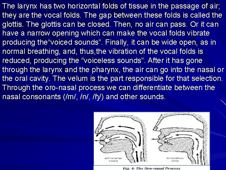 The larynx has two horizontal folds of tissue in the passage of air; they