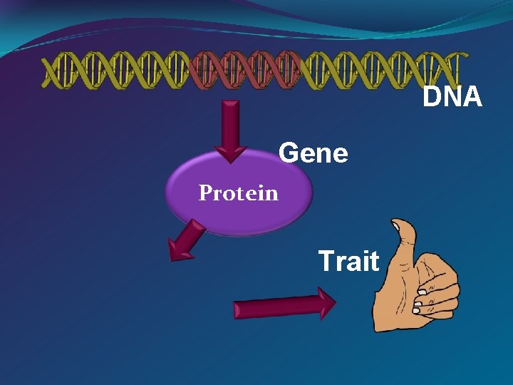 DNA Gene Protein Trait 