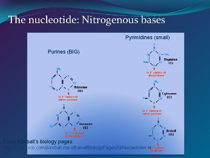 The nucleotide: Nitrogenous bases Pyrimidines (small) Purines (BIG) From Kimball’s biology pages: http: //users.