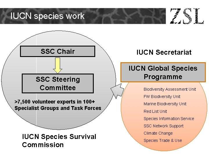 IUCN species work SSC Chair SSC Steering Committee >7, 500 volunteer experts in 100+ IUCN species work SSC Chair SSC Steering Committee >7, 500 volunteer experts in 100+