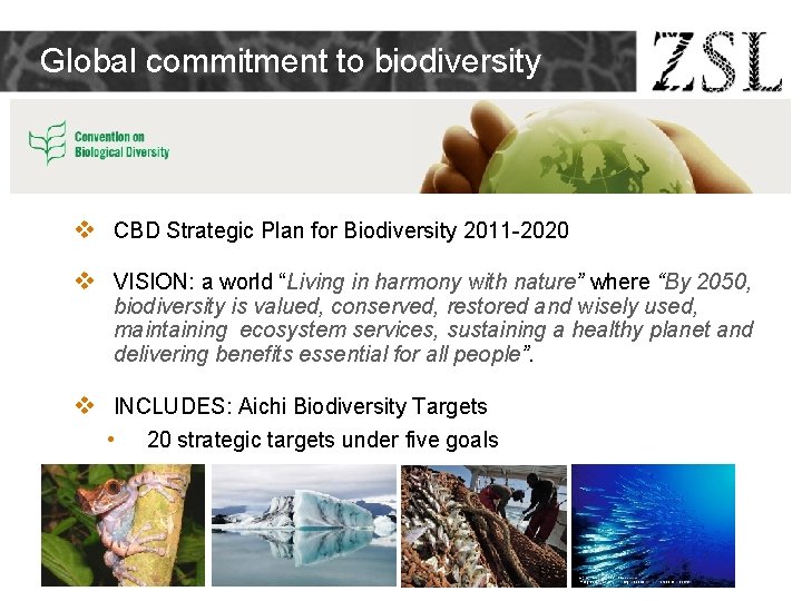 Global commitment to biodiversity v CBD Strategic Plan for Biodiversity 2011 -2020 v VISION: Global commitment to biodiversity v CBD Strategic Plan for Biodiversity 2011 -2020 v VISION: