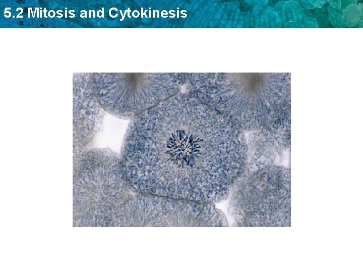 5. 2 Mitosis and Cytokinesis 