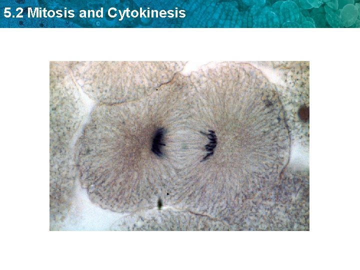 5. 2 Mitosis and Cytokinesis 