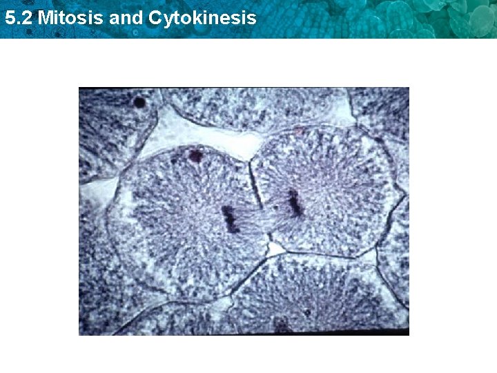 5. 2 Mitosis and Cytokinesis 