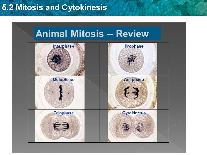 5. 2 Mitosis and Cytokinesis 