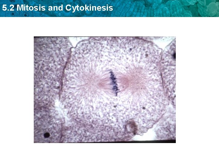 5. 2 Mitosis and Cytokinesis 