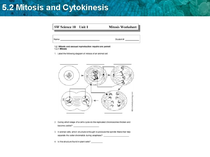 5. 2 Mitosis and Cytokinesis 