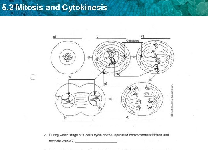 5. 2 Mitosis and Cytokinesis 