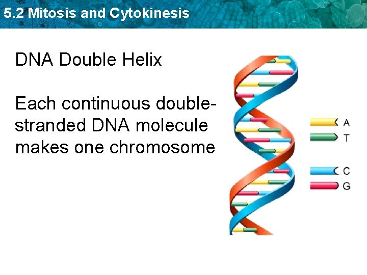 5. 2 Mitosis and Cytokinesis DNA Double Helix Each continuous doublestranded DNA molecule makes