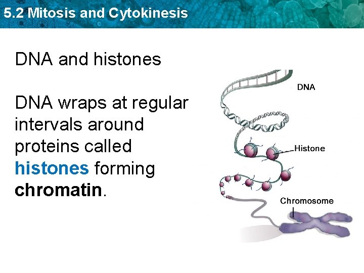 5. 2 Mitosis and Cytokinesis DNA and histones DNA wraps at regular intervals around