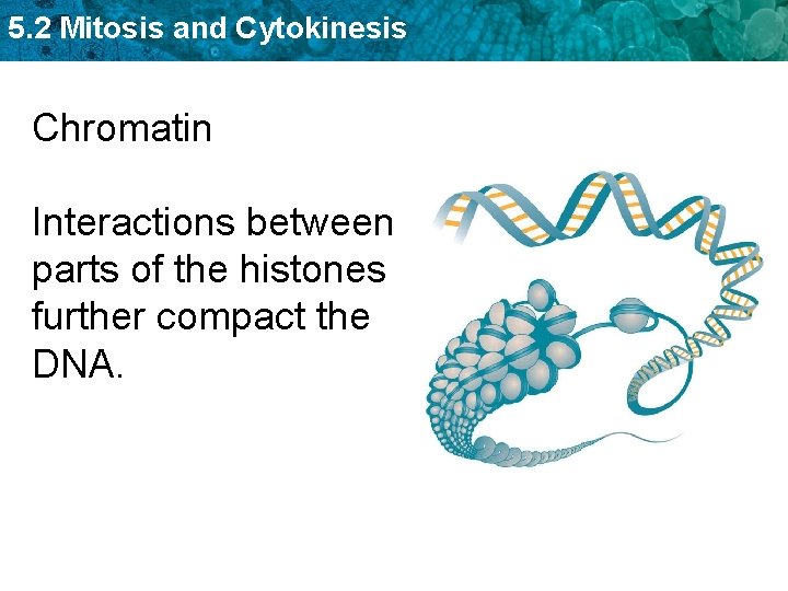 5. 2 Mitosis and Cytokinesis Chromatin Interactions between parts of the histones further compact