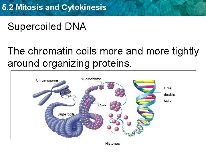 5. 2 Mitosis and Cytokinesis Supercoiled DNA The chromatin coils more and more tightly