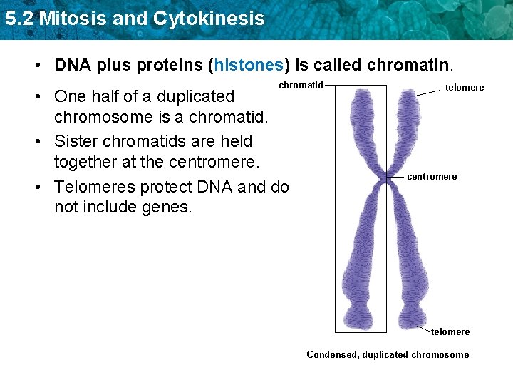 5. 2 Mitosis and Cytokinesis • DNA plus proteins (histones) is called chromatin. chromatid