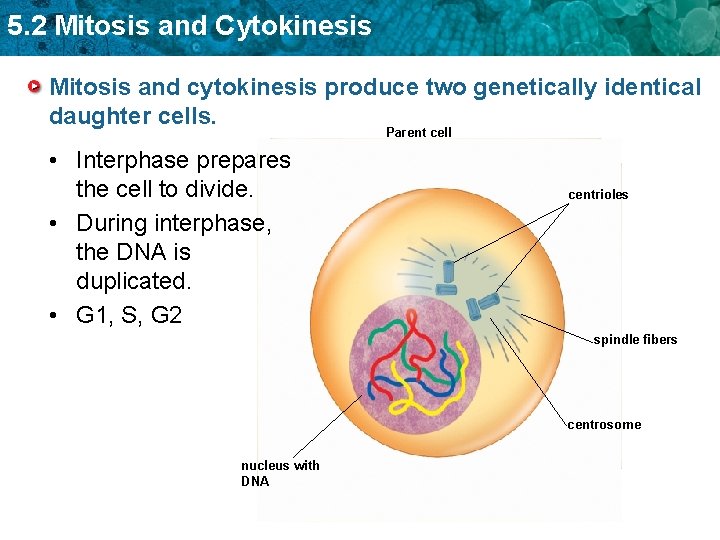 5. 2 Mitosis and Cytokinesis Mitosis and cytokinesis produce two genetically identical daughter cells.