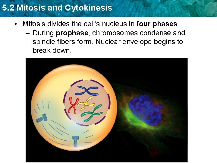 5. 2 Mitosis and Cytokinesis • Mitosis divides the cell’s nucleus in four phases.
