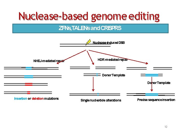 Nuclease‐based genome editing ZFNs, TALENsand CRISPRS Nuclease-induced DSB NHEJ-mediated repair HDR-mediated repair Donor Template