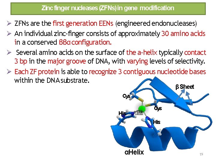 Zinc finger nucleases (ZFNs) in gene modification ZFNs are the first generation EENs (engineered
