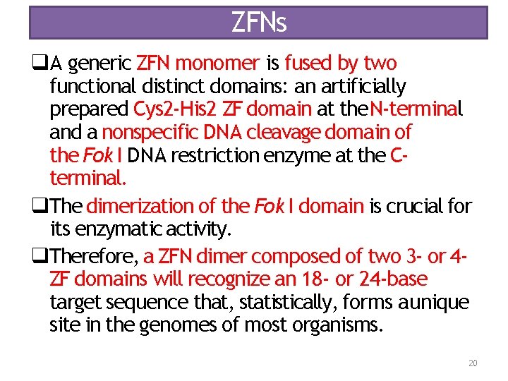ZFNs A generic ZFN monomer is fused by two functional distinct domains: an artificially