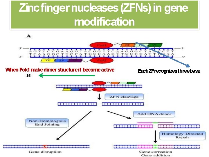 Zinc finger nucleases (ZFNs) in gene modification When Fok 1 make dimer structure it