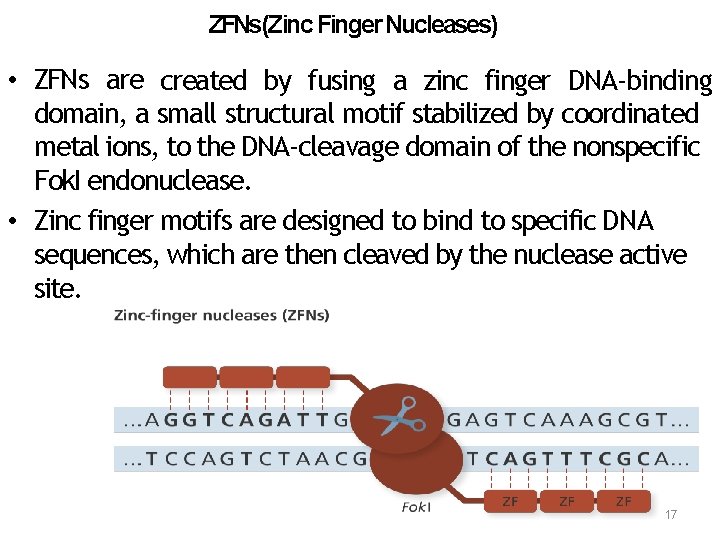ZFNs(Zinc Finger Nucleases) • ZFNs are created by fusing a zinc finger DNA‐binding domain,