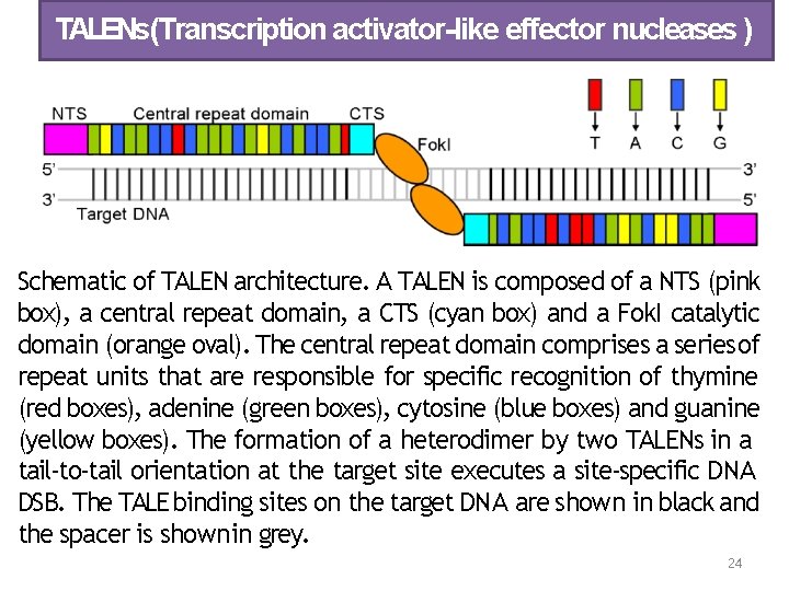 TALENs(Transcription activator-like effector nucleases ) Schematic of TALEN architecture. A TALEN is composed of