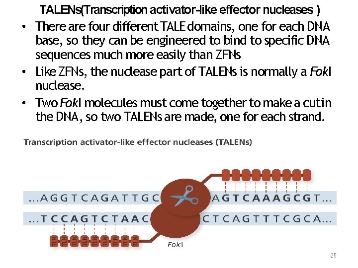 TALENs(Transcription activator-like effector nucleases ) • There are four different TALE domains, one for