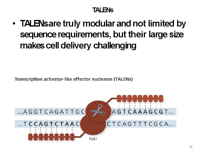 TALENs • TALENsare truly modular and not limited by sequence requirements, but their large