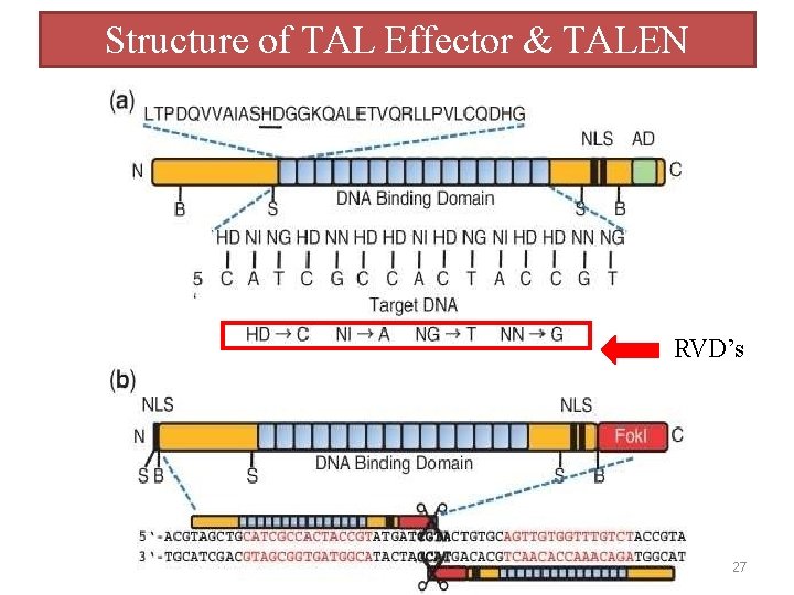 Structure of TAL Effector & TALEN RVD’s 27 