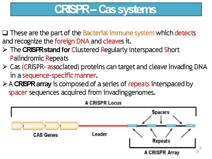 CRISPR– Cas systems These are the part of the Bacterial immune system which detects