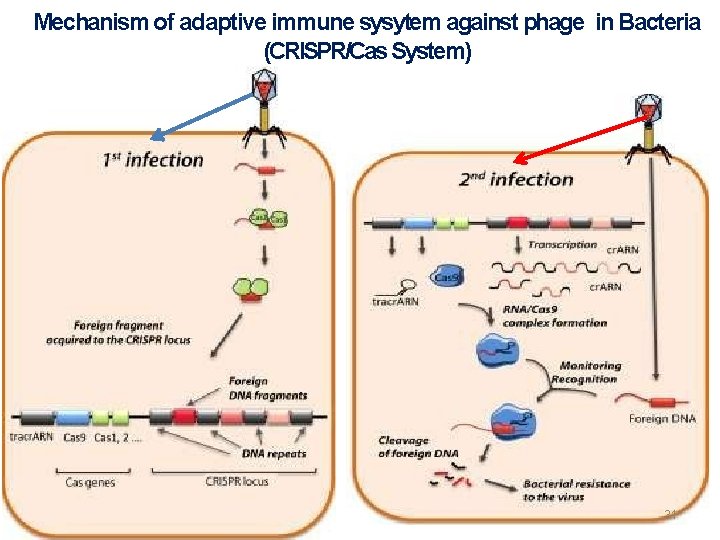 Mechanism of adaptive immune sysytem against phage in Bacteria (CRISPR/Cas System) 31 