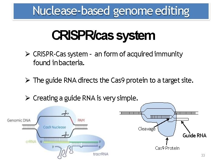 Nuclease‐based genome editing CRISPR/cas system CRISPR‐Cas system – an form of acquired immunity found